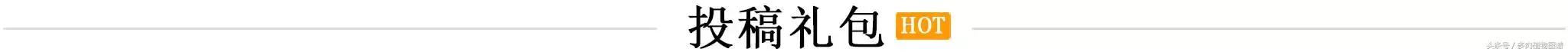 肉锥蜕皮要关注什么,蜕皮期的肉锥怎么服盆