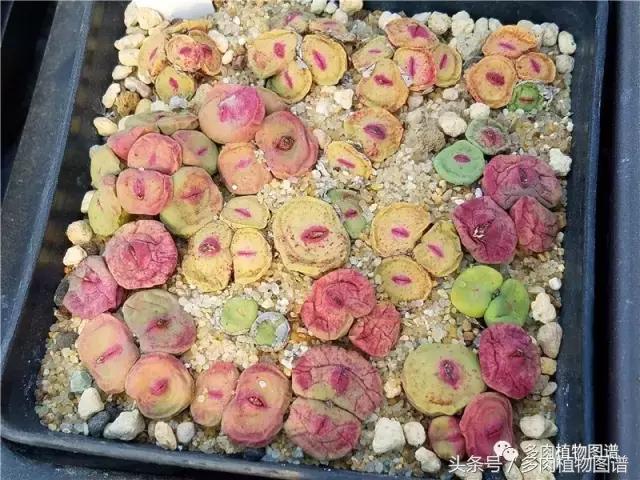 肉锥蜕皮要关注什么,蜕皮期的肉锥怎么服盆