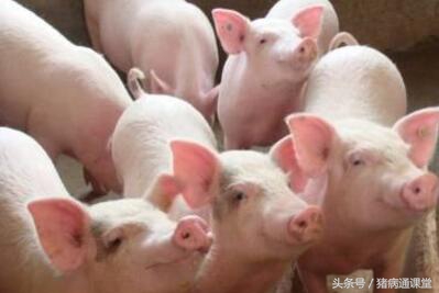 猪赖皮病的治疗方法