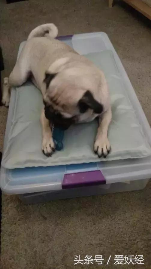 狗狗水床,爱妖经