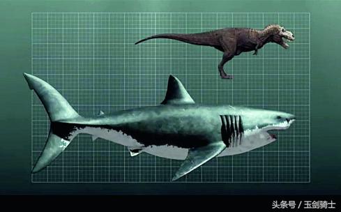 世界上最无畏惧的动物人称平头哥,世界十大凶猛动物平头哥