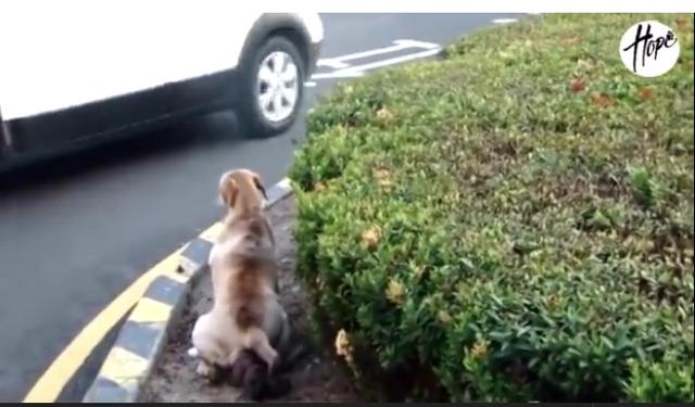 母狗眼里有泪,母狗生了一只有难产迹象