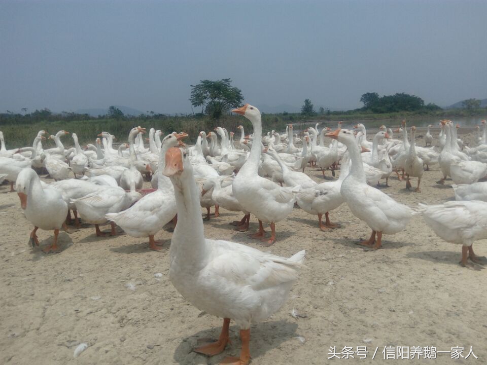 鹅下软壳蛋最快的解决方法,鹅产蛋期掉蛋包什么原因