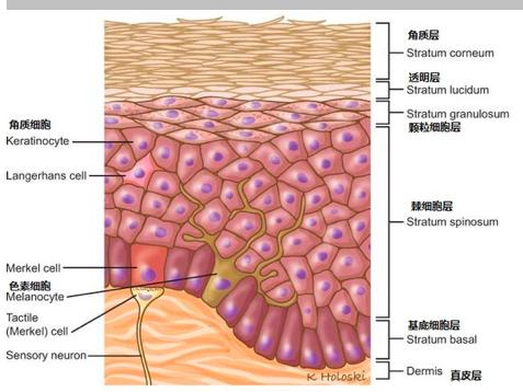 俏颜水润面膜好用吗,敷面膜的误区是真的吗