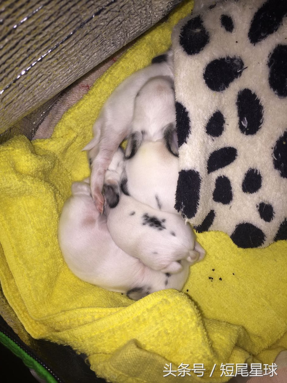 兔宝宝刚出生怎么喂,刚出生的兔宝宝要和妈妈分开吗