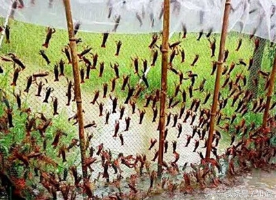 小龙虾养殖技术方法及关注事项,湖北养殖小龙虾有利的自然条件