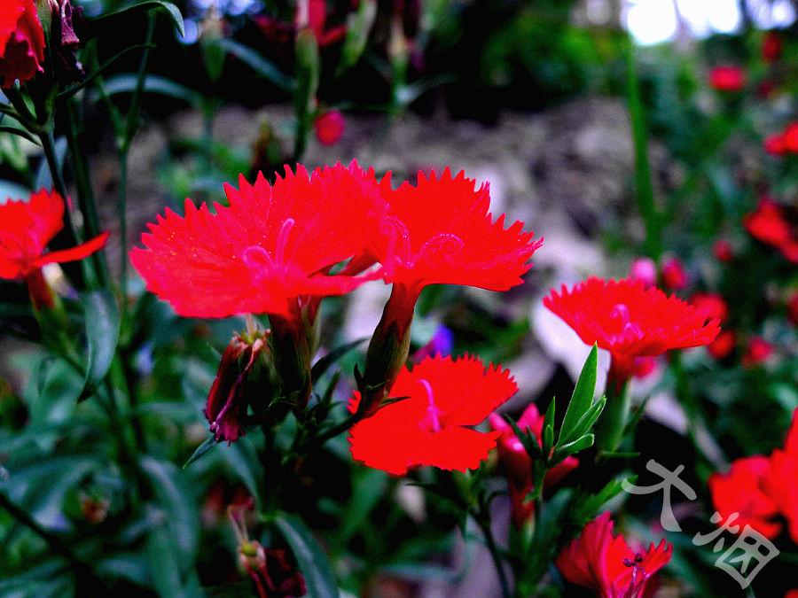 母亲节康乃馨图画,母亲节康乃馨花艺作品图集