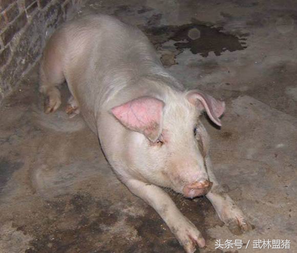 养猪病害,养猪怎样避免猪有传染病