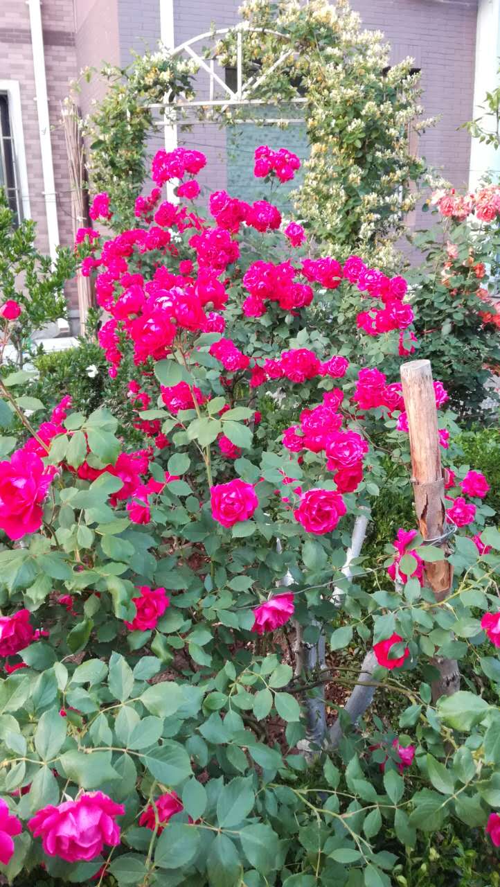 大连居民小区物业业主自管,大连某小区