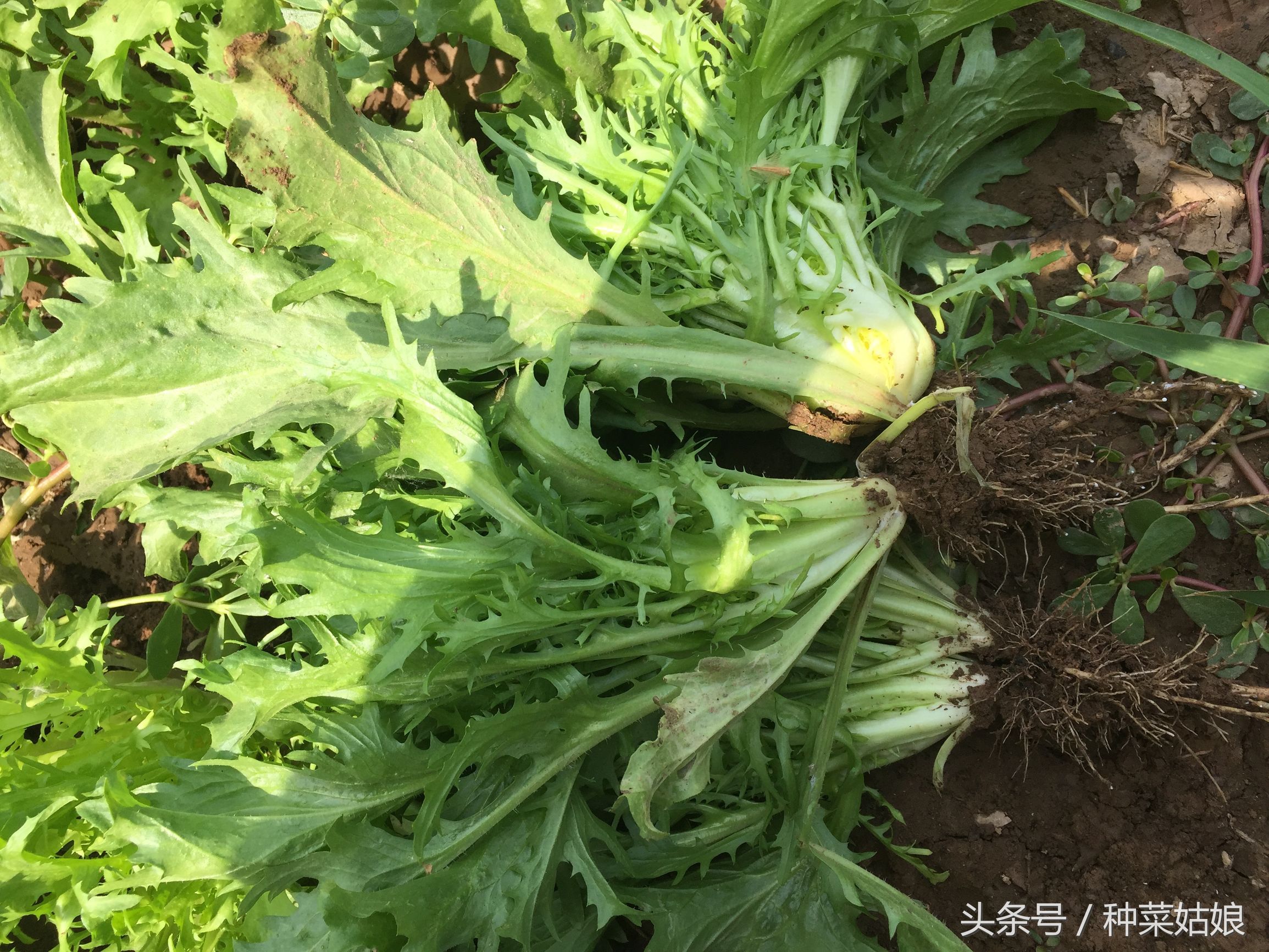 种菜有虫子怎么消灭,种菜有蚜虫怎么办