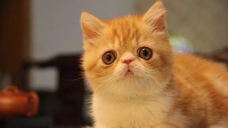 公猫咪绝育前后关注事项,搞清猫咪绝育的9个常见问题