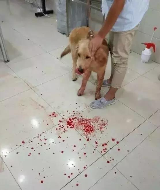 对狗狗最有害的水果,对狗致命的10种花