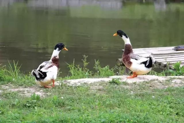 行营慈利X11战队，掐鱼比赛火爆上演