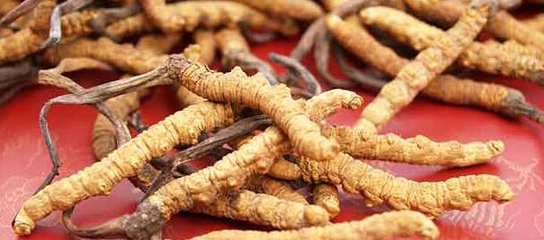 冬虫夏草算滋补品吗,什么东西补品和冬虫夏草作用一样