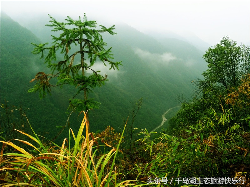 千岛湖人真有福！免费享受573km²的天然绿色游泳场（原创）