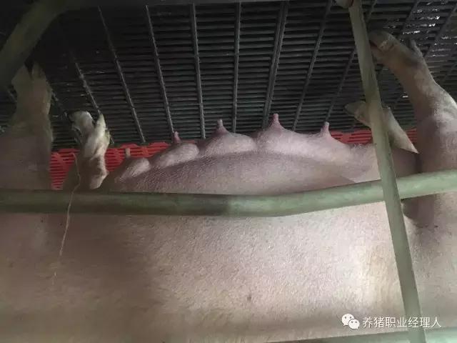母猪临产应关注哪些事,什么是母猪分娩时的饲养管理