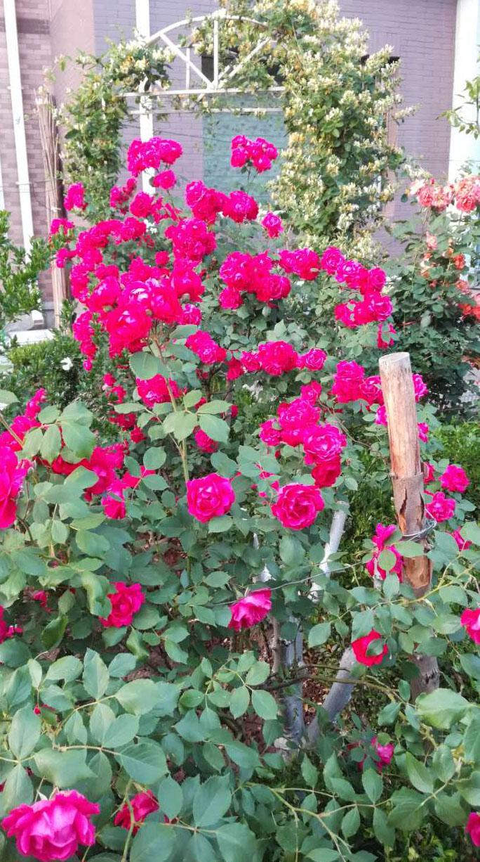 大连居民小区物业业主自管,大连某小区