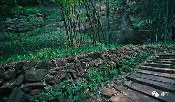 36元起！端午和陈柏霖、林依晨探索高山林海秘境，竹海漫步！