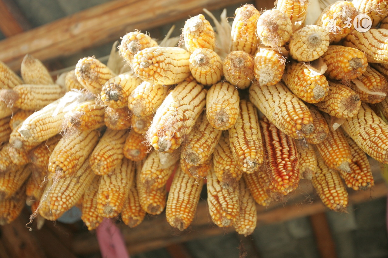 饲料污染的重灾区霉菌毒素危害！