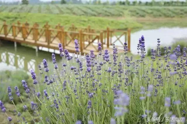 南京是一座很美的城市,南京最让人震撼的城市