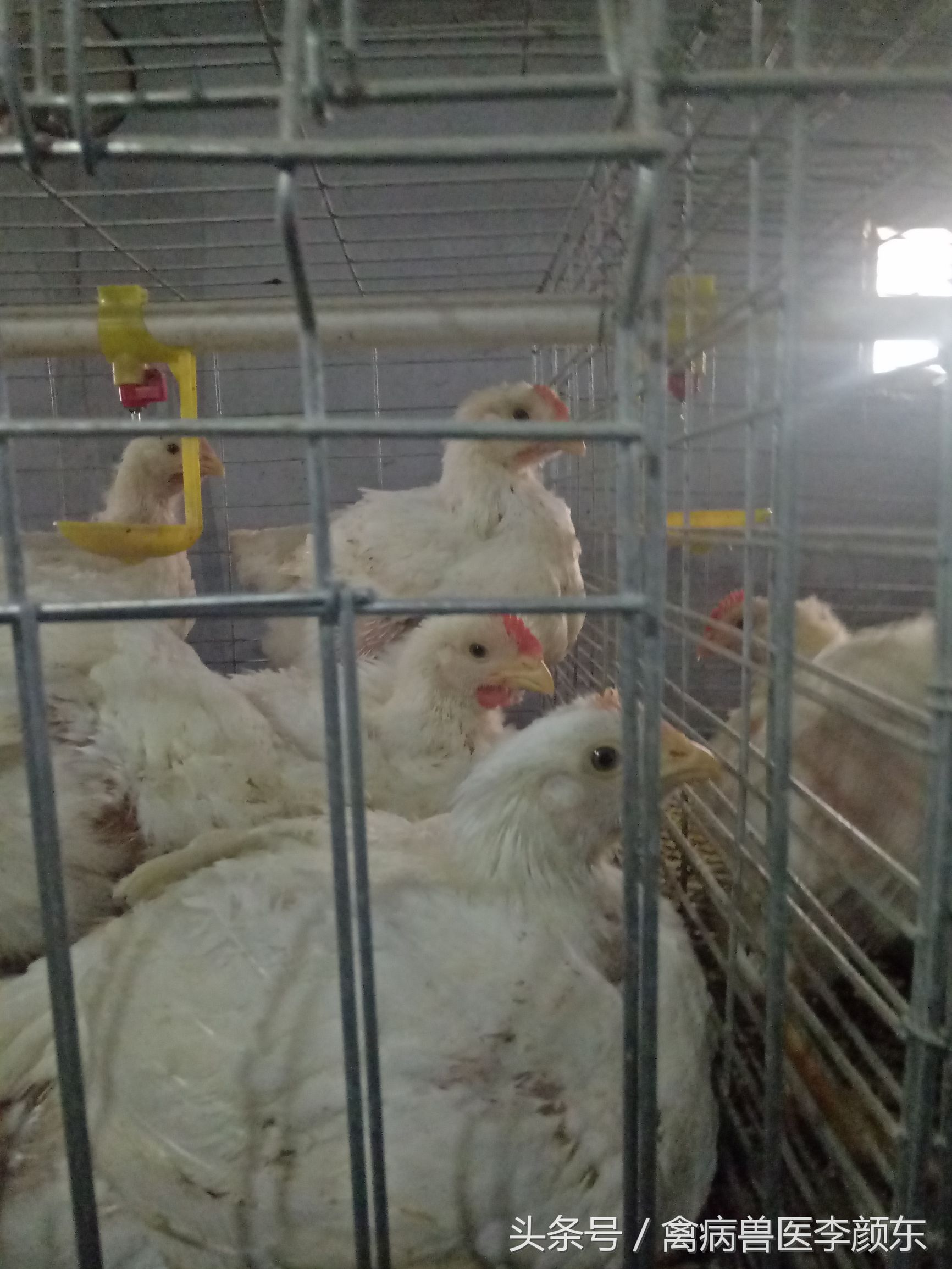 养鸡自动化笼养设备,鲁泰自动化笼养设备