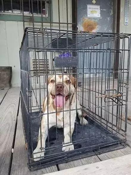 主人回家萨摩耶跑过来,萨摩耶与哈士奇争宠