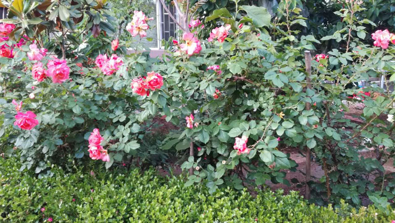 大连居民小区物业业主自管,大连某小区