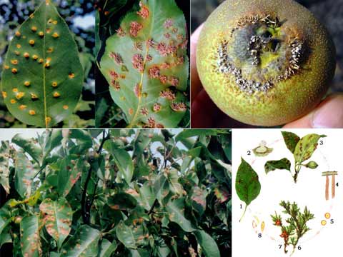 苹果树叶上长带刺的毛是怎么回事,苹果树叶长虫子怎么回事