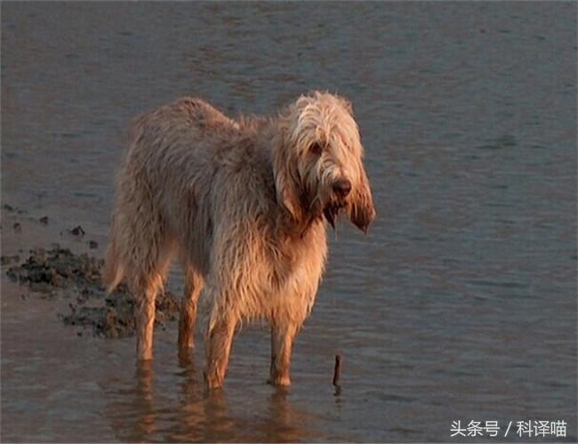 法国国王的狗狗，连狼都敢捕！可惜狼少了，狗也少了