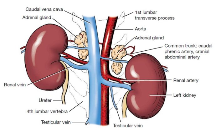 透析是不是治疗肾病的唯一手段,尿毒症患者通过透析能治愈吗