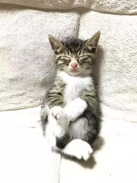 推主家的猫看电视，看着看着就睡着了，太可爱了，还翘着二郎腿！