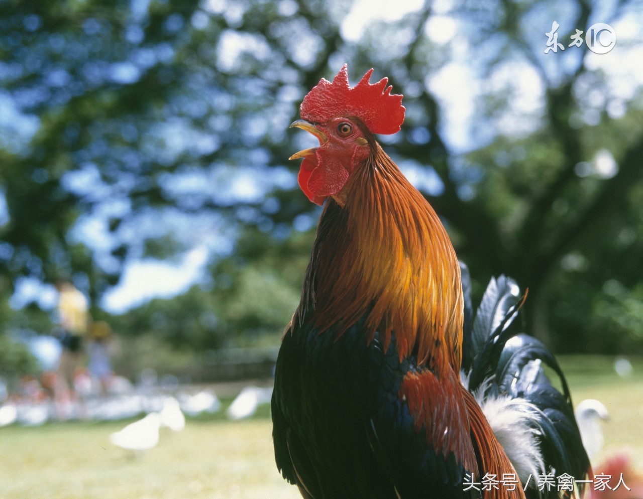 养鸡场常见的鸡病有哪些,鸡如何预防呼吸道疾病养鸡户必看