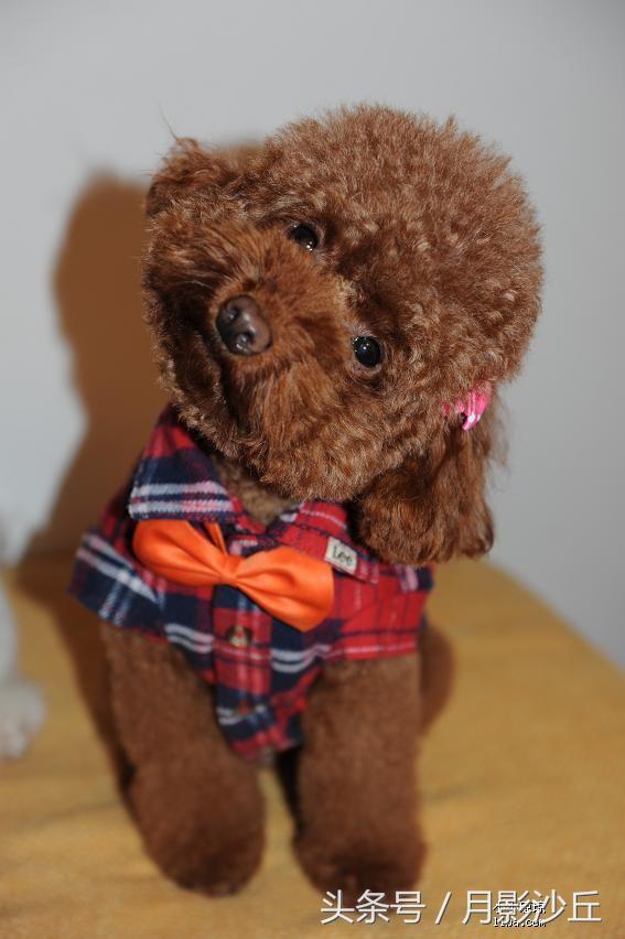 如何训练泰迪幼犬定点大小便,训练泰迪犬定点上厕所