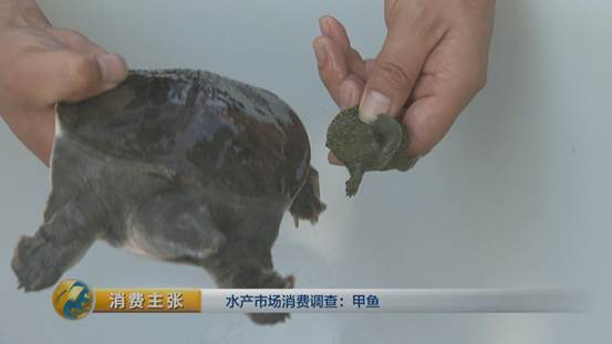 水产挑选窍门,怎么选品质高的甲鱼