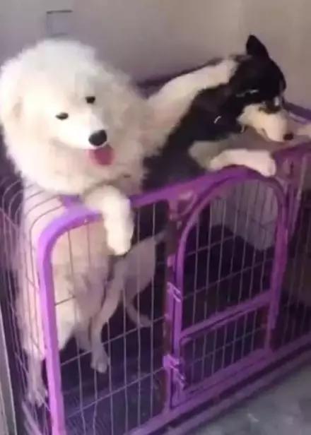 主人回家萨摩耶跑过来,萨摩耶与哈士奇争宠