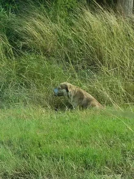 主人回家萨摩耶跑过来,萨摩耶与哈士奇争宠