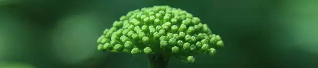 临床——为什么三七可以治疗冠心病