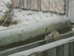 主人回家萨摩耶跑过来,萨摩耶与哈士奇争宠