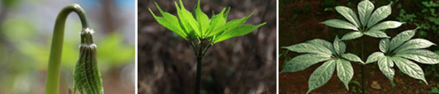 临床——为什么三七可以治疗冠心病