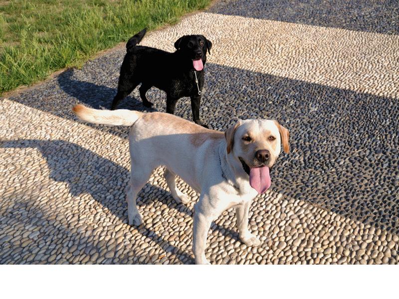 狗狗出门疯跑怎么办,狗狗出门乱窜怎样纠正