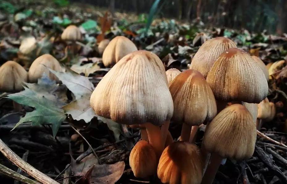 去野外采蘑菇意外发现巨毒蘑菇,采蘑菇发现毒蘑菇