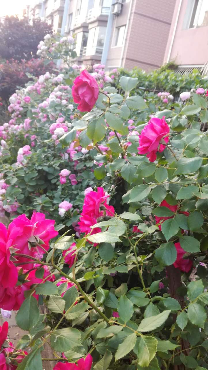 大连居民小区物业业主自管,大连某小区