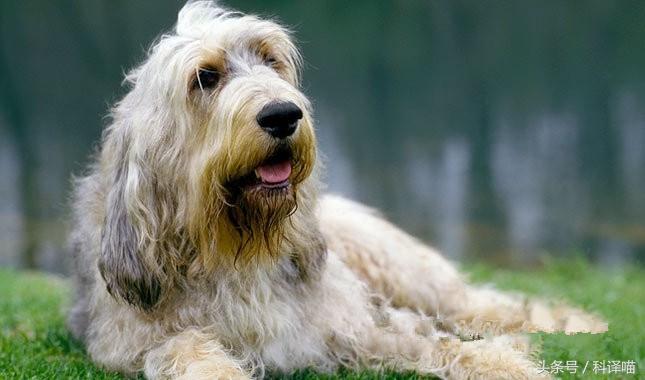 法国国王的狗狗，连狼都敢捕！可惜狼少了，狗也少了