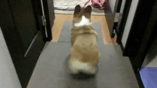 狗狗出门疯跑怎么办,狗狗出门乱窜怎样纠正