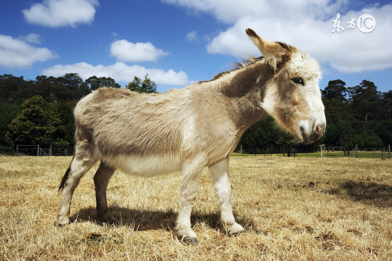 掉入井中的老驴,掉进枯井的驴子是如何爬出来的