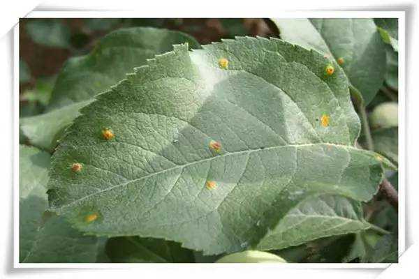 苹果树叶上长带刺的毛是怎么回事,苹果树叶长虫子怎么回事