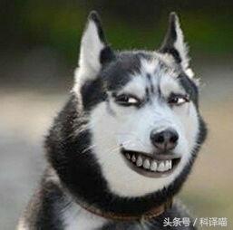 法国国王的狗狗，连狼都敢捕！可惜狼少了，狗也少了