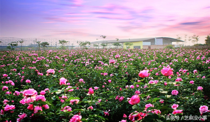 什么液体比黄金价值高,什么液体比黄金更珍贵