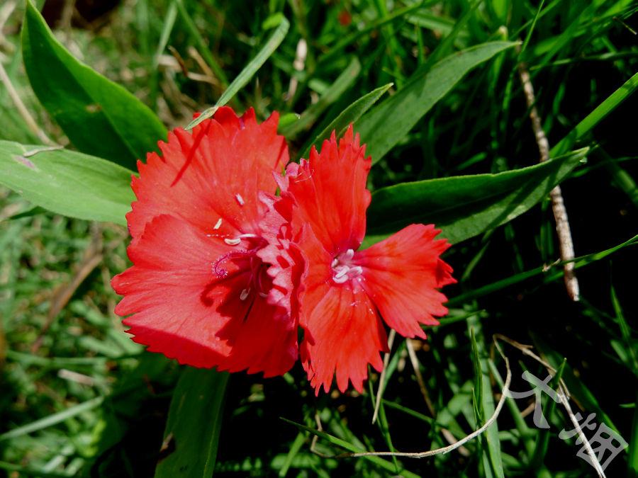 母亲节康乃馨图画,母亲节康乃馨花艺作品图集