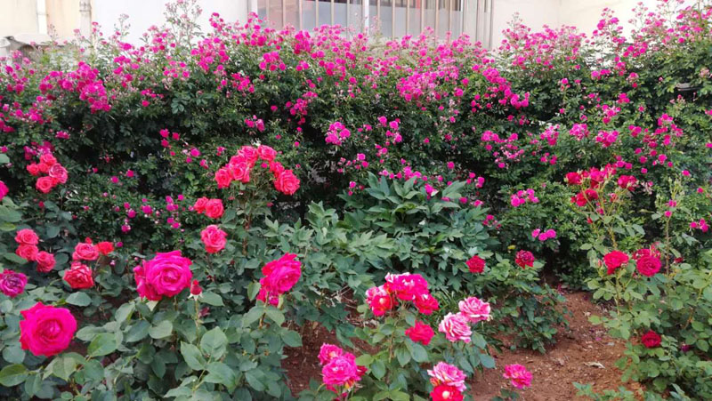 大连居民小区物业业主自管,大连某小区